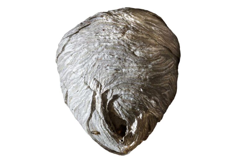 Wasp Nest Removal